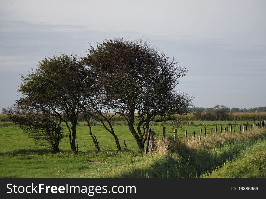 Bending trees in a meadow