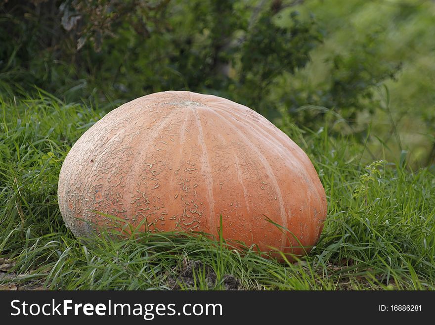 Big Pumpkin