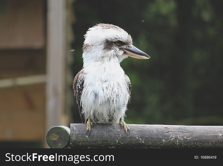This kookaburra or laughing bird is sitting on a pole
