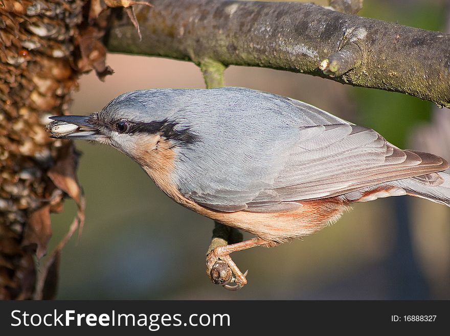 Eurasian Nuthatch with sunflower seed