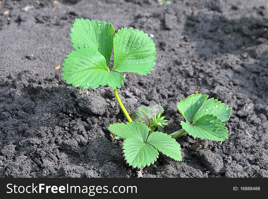 Young green sprout of strawberry on a bed in a vegetable garden