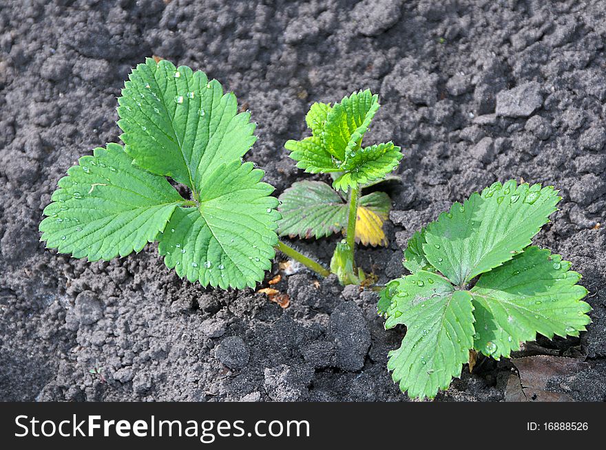 Young green sprout of strawberry on a bed in a vegetable garden