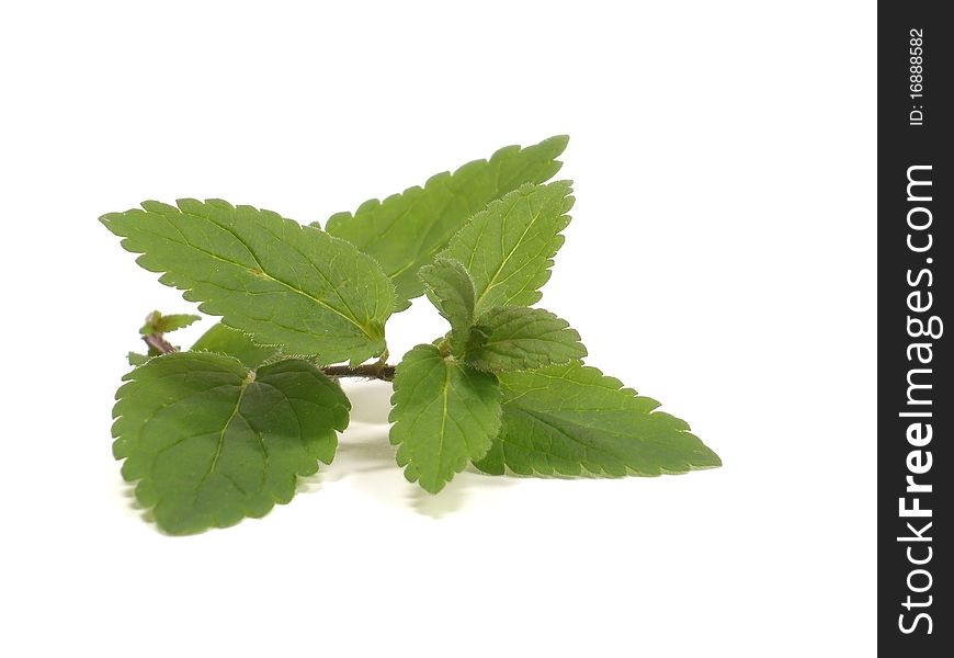 Herb leaves on the white isolate background