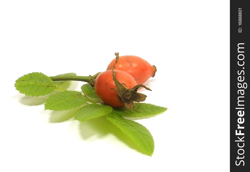 Dogrose with leaf on the white isolate background