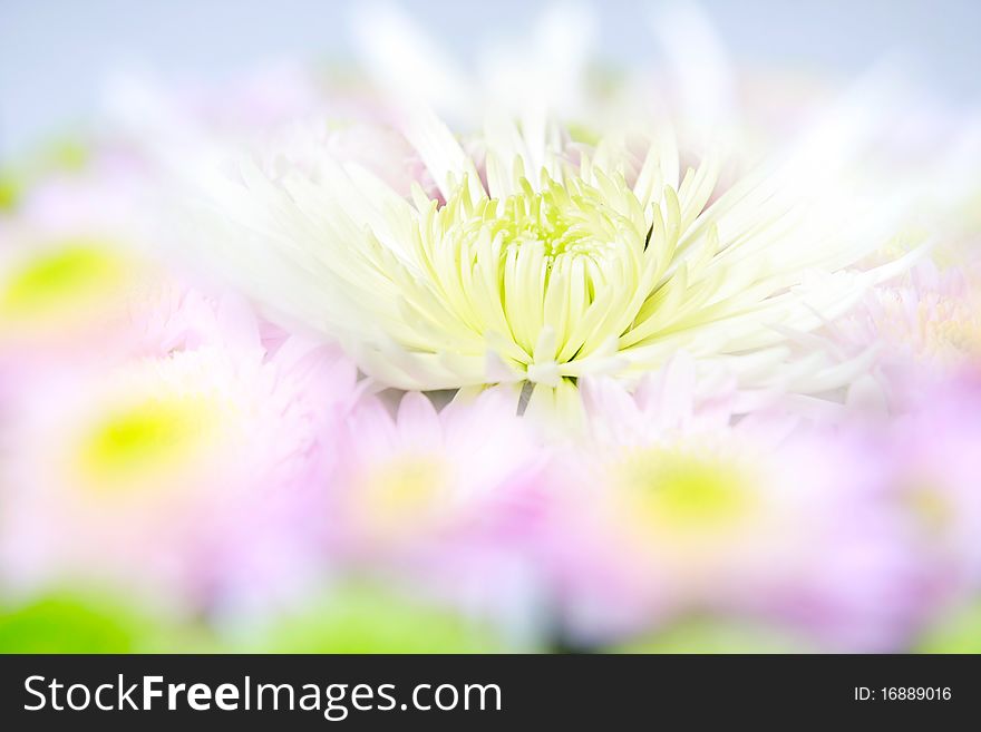 Close up of beautiful flowers