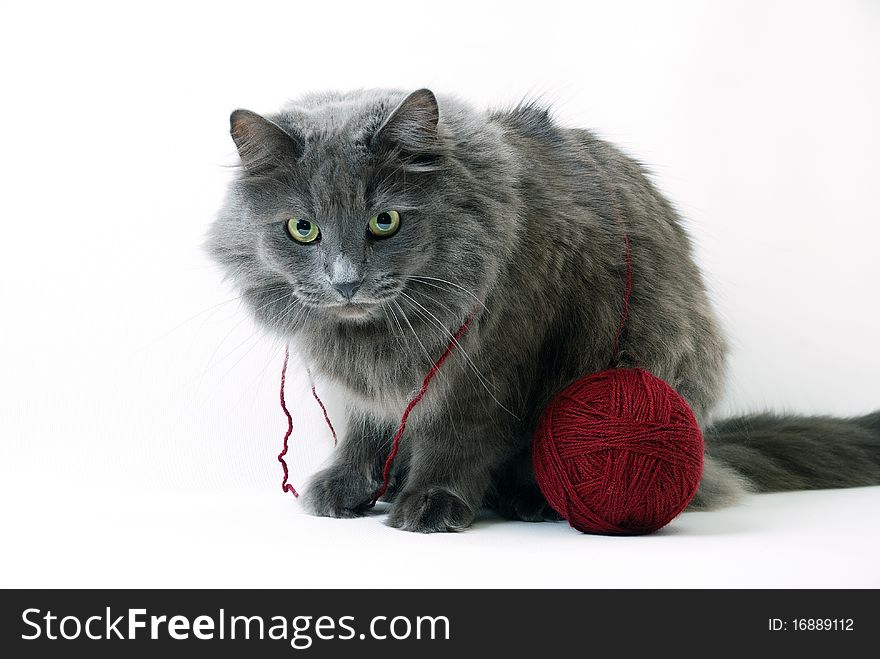 Cat with clue of yarn on white background