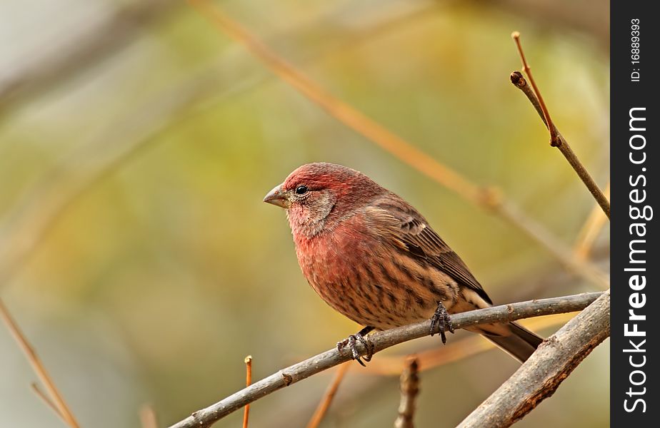 Male house finch, Carpodacus mexicanus, perched on a tree branch