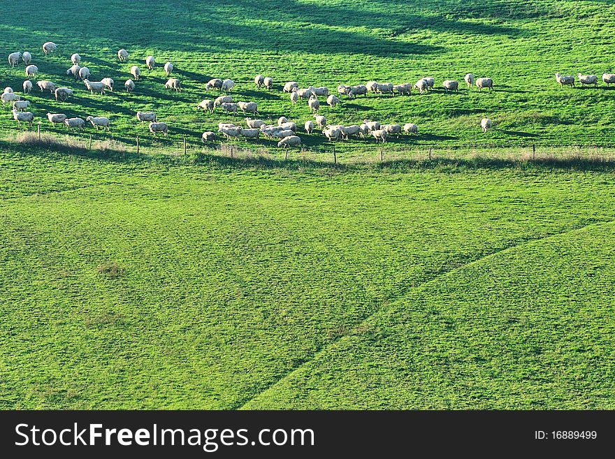 Flock of sheep grazing in a country field on a sunny morning
