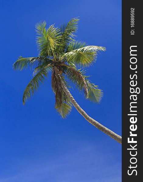 Palm Tree in sunshine with bright blue sky background