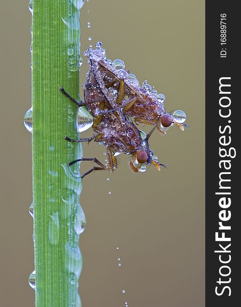 A mating pair of dew covered flies on a blade of grass