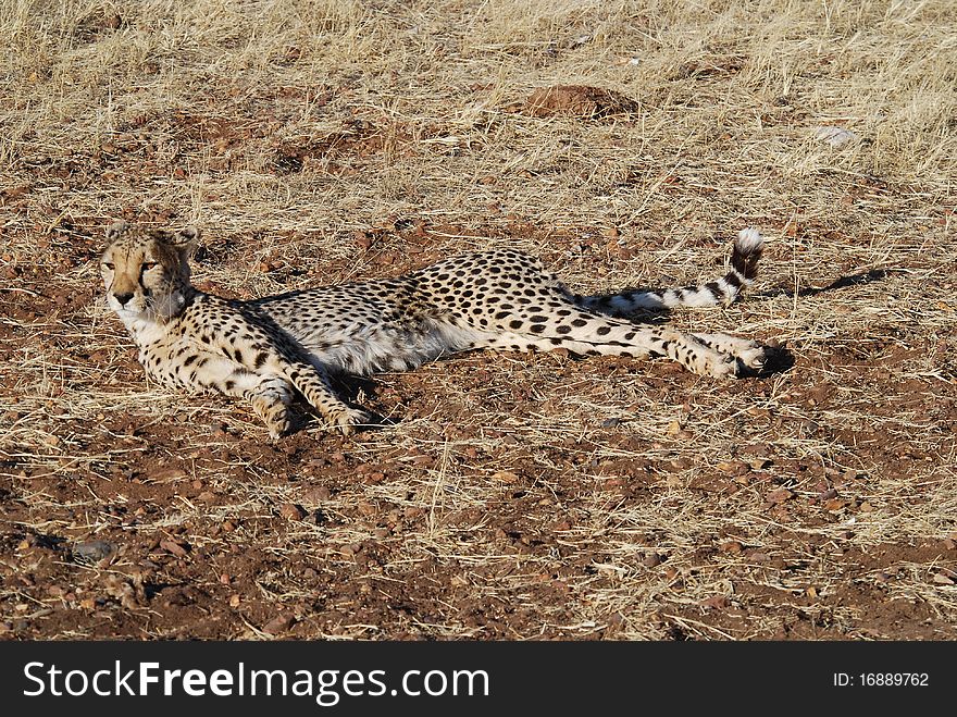 Cheeta in namibia lodge wildlife. Cheeta in namibia lodge wildlife