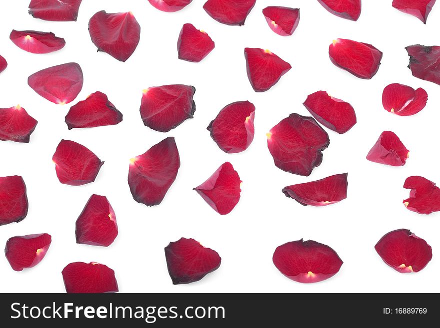 Red Rose petals over white background