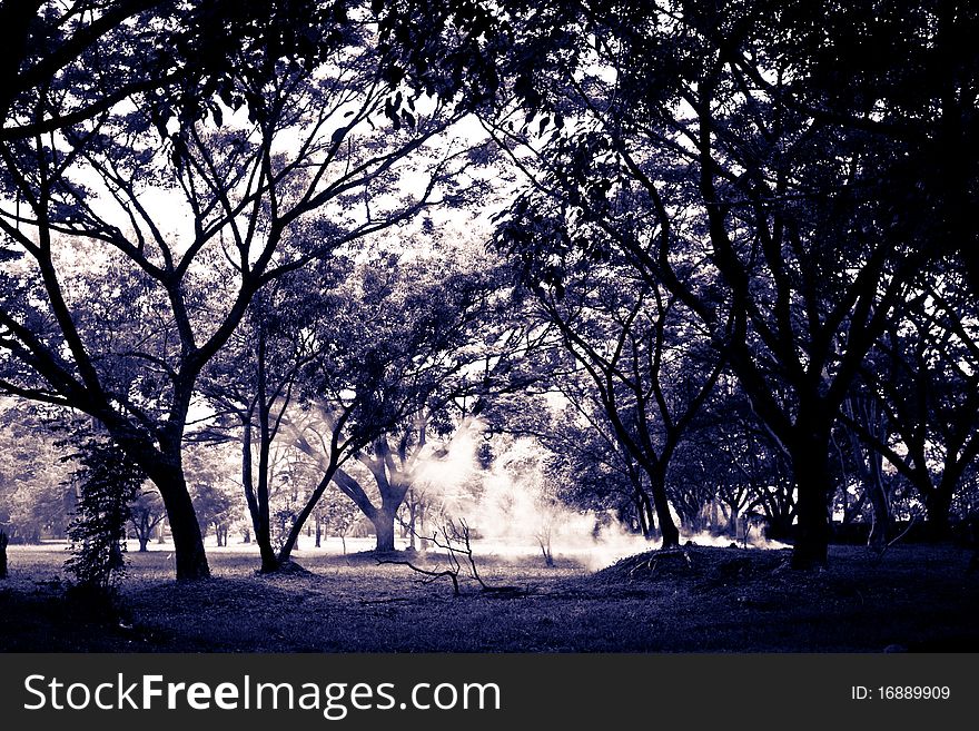 Forest tone forest place in thailand. Forest tone forest place in thailand