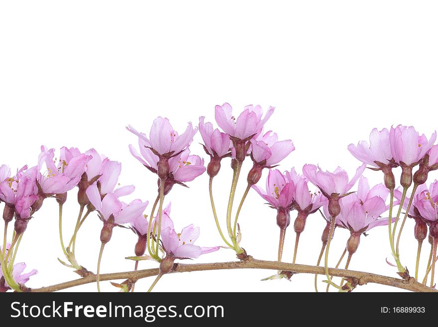 Pink flowers over white background