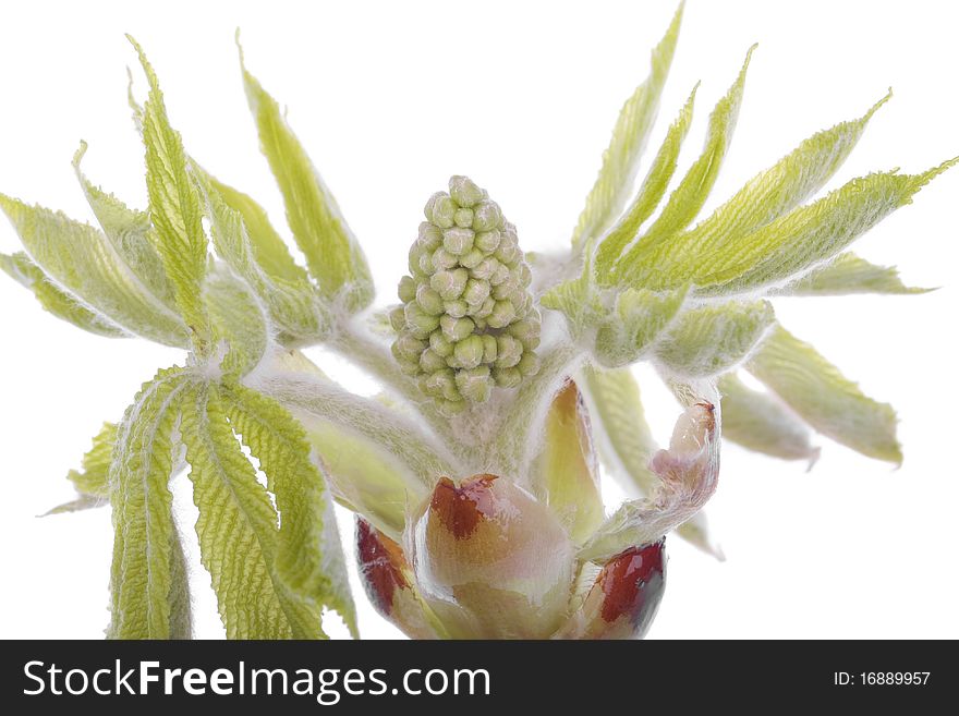 Fresh spring  tree branch with buds in spring time