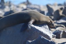Seals Royalty Free Stock Photography