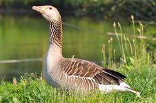Greylag Goose Stock Photo Greylag Goose Stock Photo
