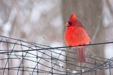 Cardinal Royalty Free Stock Image
