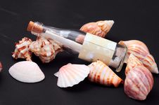Seashells Royalty Free Stock Image Seashells Royalty Free Stock Image