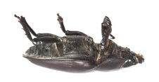 Dead Stag Beetle Stock Photo