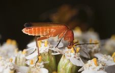 Common Red Soldier Beetle (Rhagonycha Fulva) Stock Photos Common Red Soldier Beetle (Rhagonycha Fulva) Stock Photos