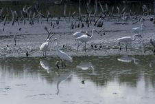 Great White Egret Stock Images