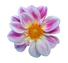 Dahlia Stock Photos Dahlia Stock Photos