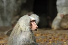 Old Gray Haired Monkey Royalty Free Stock Photos