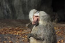 Old Gray Haired Monkey Royalty Free Stock Photo