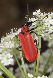 Black Headed Cardinal Beetle (Pyrochroa Coccinea) Royalty Free Stock Photography Black Headed Cardinal Beetle (Pyrochroa Coccinea) Royalty Free Stock Photography