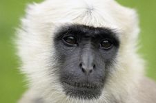 Gray Haired Monkey Royalty Free Stock Images