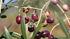 Black Olives, Ripe Stock Image Black Olives, Ripe Stock Image