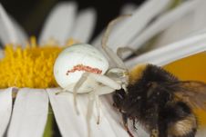 Goldenrod Crab Spider With Captured Bumble Bee Stock Photo