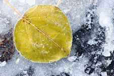 Leaf Of A Tree In The Ice Stock Photography Leaf Of A Tree In The Ice Stock Photography