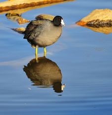 Coot Reflection Stock Image