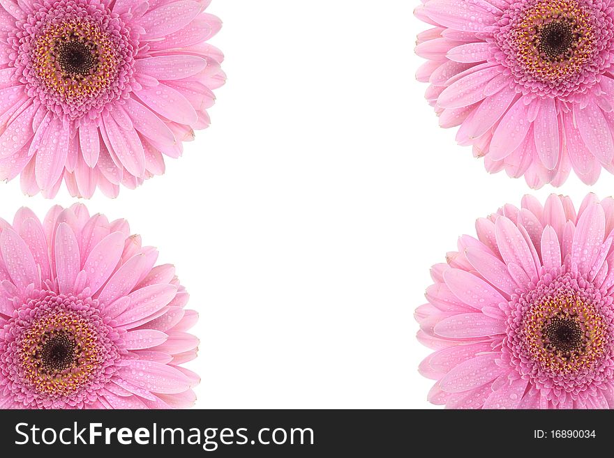 Pink Gerbera flower isolated on white