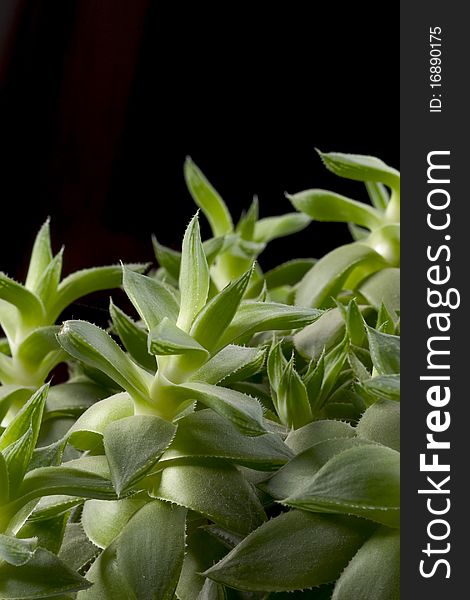 Close up of agave on black