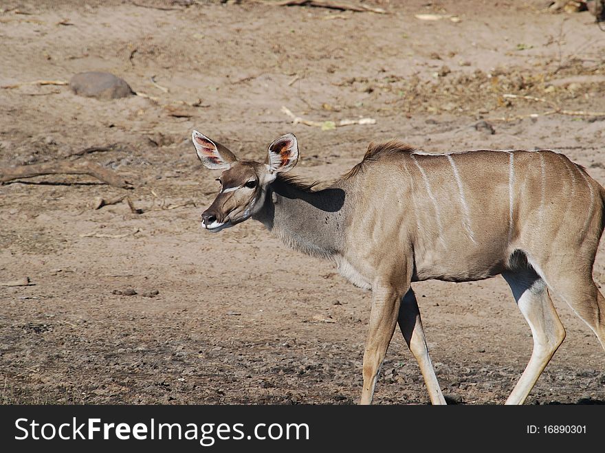 Kudu in chobe national park