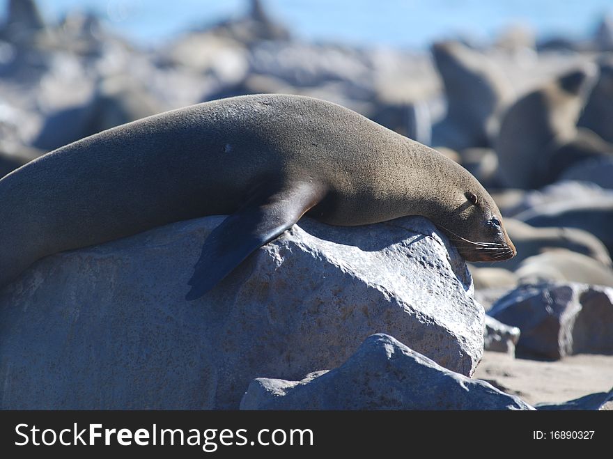 Seals colony on skeleton coast