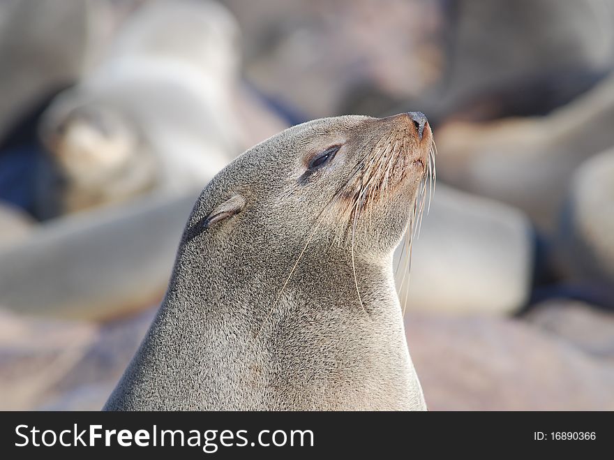 Seals colony on skeleton coast