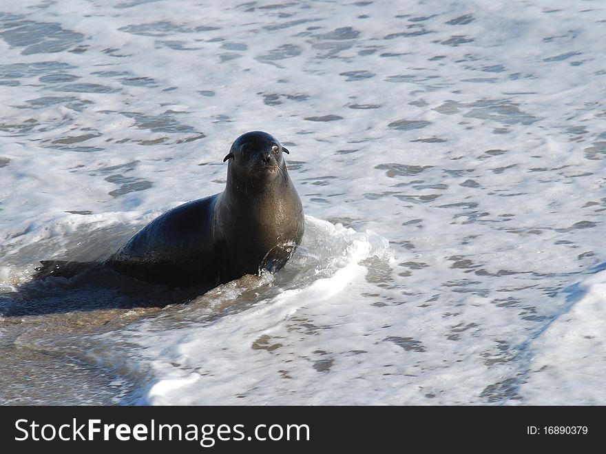 Seals colony on skeleton coast