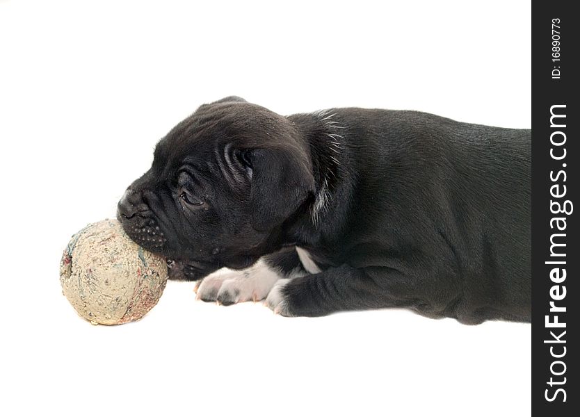 Staffordshire Bullterrier puppy playing with a ball. Staffordshire Bullterrier puppy playing with a ball