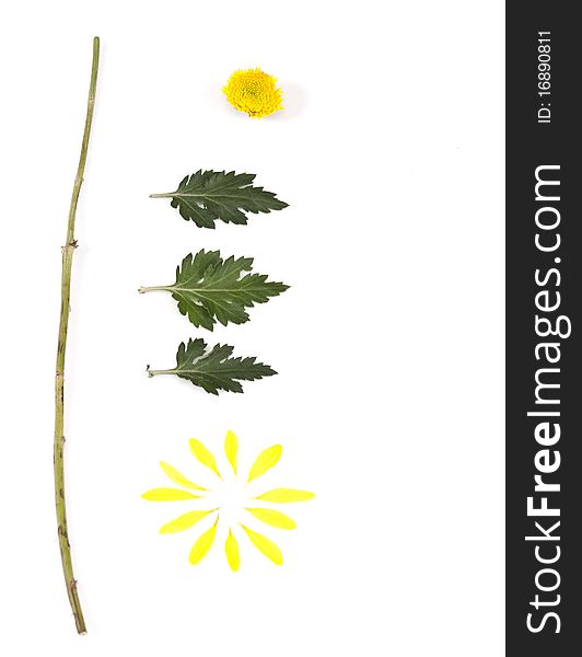 Common yellow flower stripped on its elements. Common yellow flower stripped on its elements