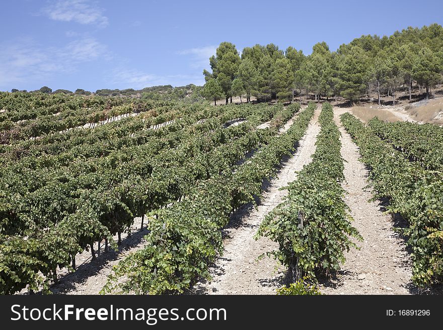 Vineyards of Ribera de Duero in Castile, Spain