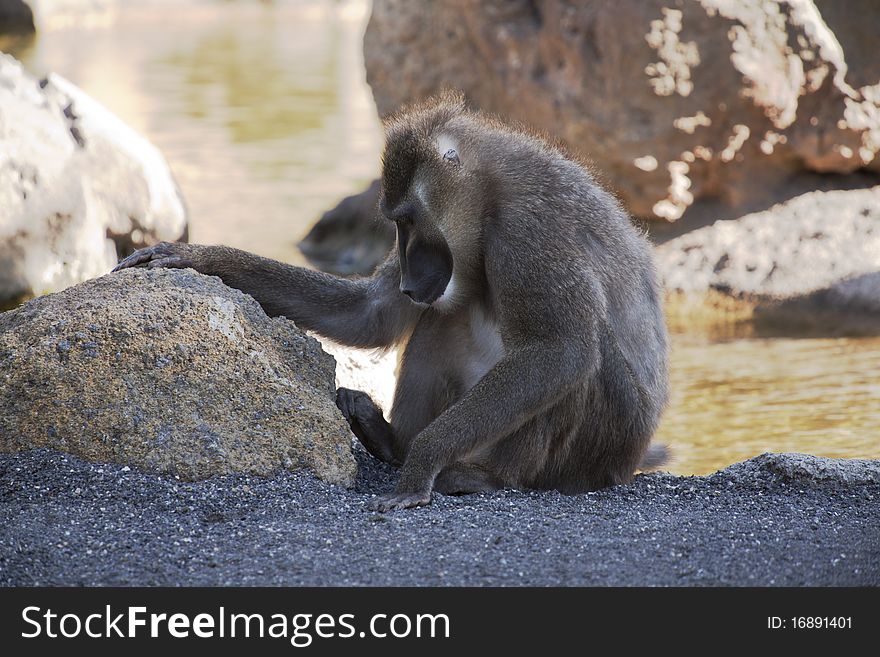 African baboon or drill  in the wild