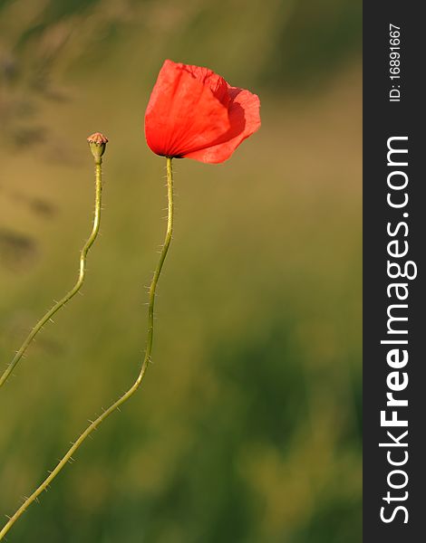 Papaver rhoeas in the field