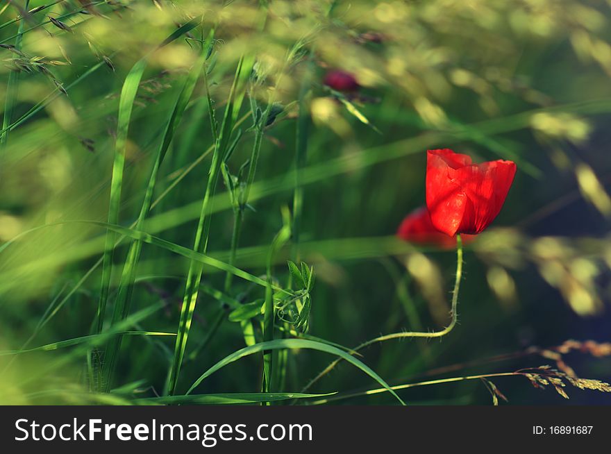 Papaver rhoeas in the field