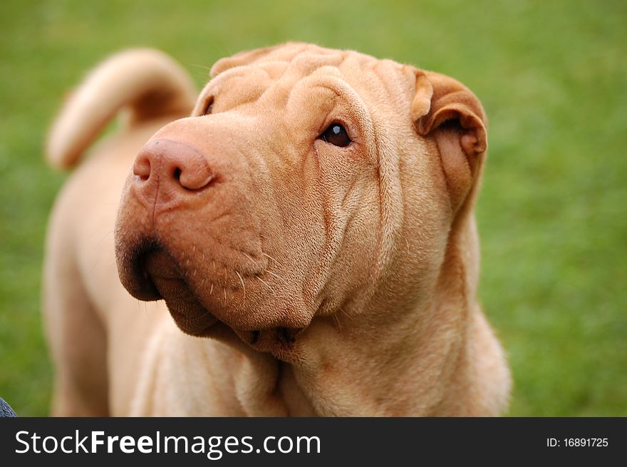 Apricot coloured sharpei female's portrait. Apricot coloured sharpei female's portrait