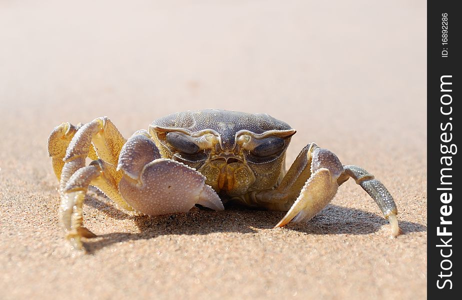 Small crab with one claw on sand