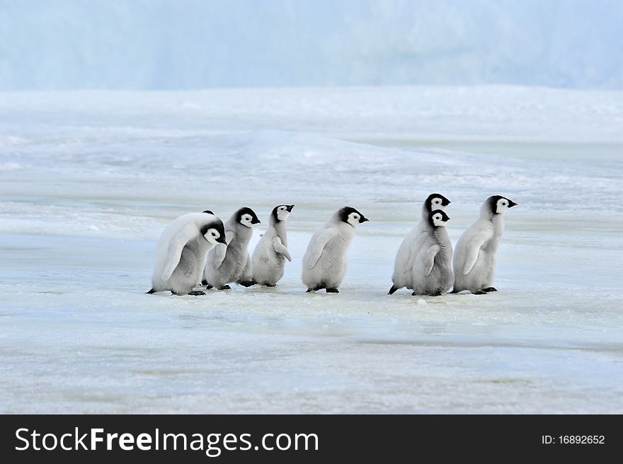 Emperor Penguin chicks Snow Hill, Antarctica 2010 on the icebreaker Kapitan Khlebnikov